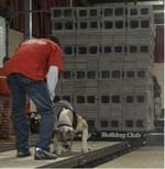 American Bulldog Club